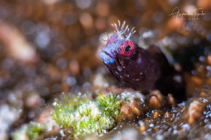 Blenny in the Reef, Gardens of the Queen, Cuba by Alejandro Topete 